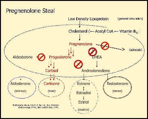 Steroid hormone cascade