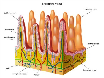 Intestinal Villus