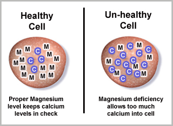 The Magnesium Calcium Balance in the Cell